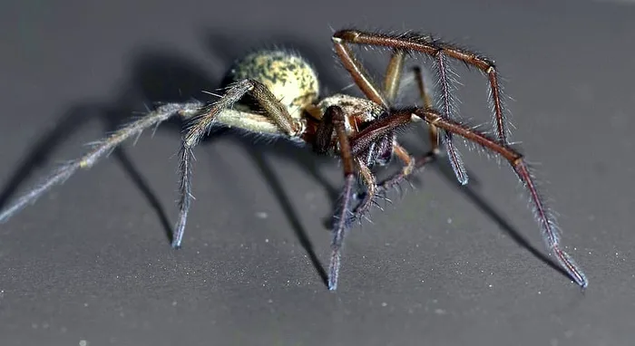 蜘蛛，家蝇，可怕，蜘蛛恐惧症，可怕，蜘蛛纲，昆虫，蜘蛛网