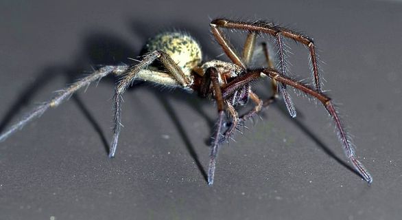 蜘蛛，家蝇，可怕，蜘蛛恐惧症，可怕，蜘蛛纲，昆虫，蜘蛛网