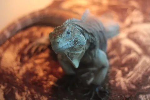 西班牙，巴塞罗那，蒙族动物s.a.，颜色，蓝色，蜥蜴，外观，眼睛