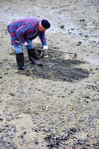 蛤蜊挖掘机，蛤蜊，海滩，贝类，挖掘，海洋，海洋，海鲜