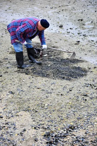 蛤蜊挖掘机，蛤蜊，海滩，贝类，挖掘，海洋，海洋，海鲜