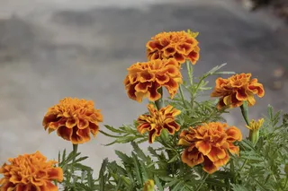 菲律宾，花朵，花朵，花朵，万寿菊，开花，菲律宾，菲律宾