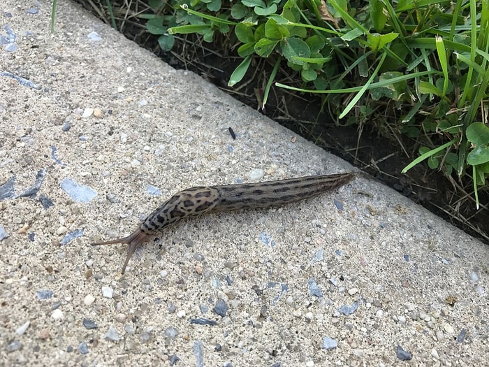 美国，威尔明顿，城市，野生动物，人行道，水泥，蛞蝓，草