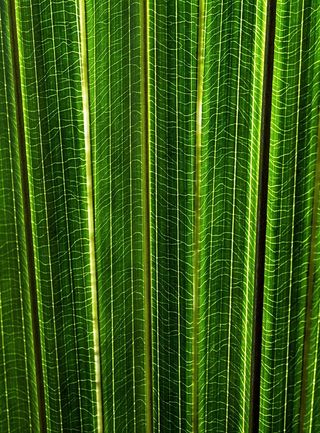 叶子，绿色，植物部分，生长，背景，植物，全框架，棕榈树