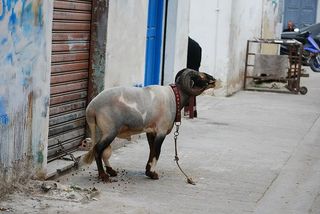 绵羊，动物，公羊，家畜，家畜，宠物，哺乳动物，一种动物