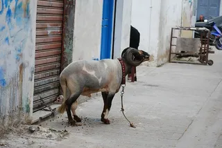 绵羊，动物，公羊，家畜，家畜，宠物，哺乳动物，一种动物