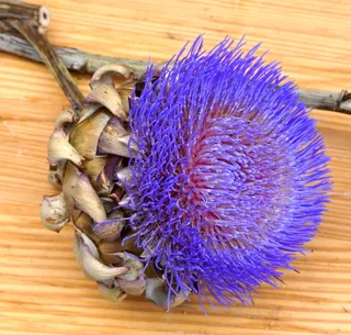 洋蓟，开花，开花，植物，花园，健康，洋蓟植物，木材