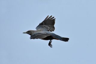动物，天空，鸟，野鸟，方法球茎，羽毛，翅膀，飞行