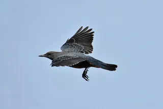 动物，天空，鸟，野鸟，方法球茎，羽毛，翅膀，飞行