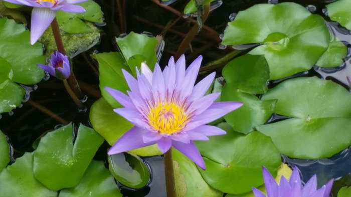 百合、荷花、植物、水生植物、花卉、开花植物、植物