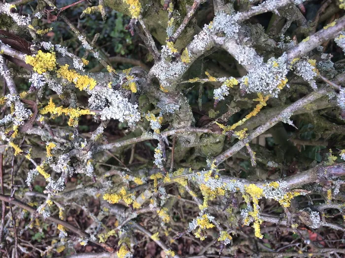 猫铃，英国，凯斯威克，地衣，植物，低温，自然，没有人