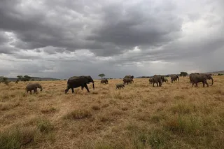 大象，云天，动物主题，动物，动物群，天空，哺乳动物，家畜