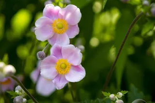 春天，自然，花，植物，开花，植物，五颜六色，粉红色