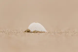 海岸上的白色贝壳