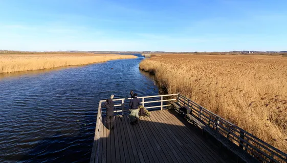 春湖, 自然保育, 景观, 湖, 芦苇, 沼地, 湿地, 大气 春湖, 自然保育, 景观, 湖, 芦苇, 沼地, 湿地, 大气
