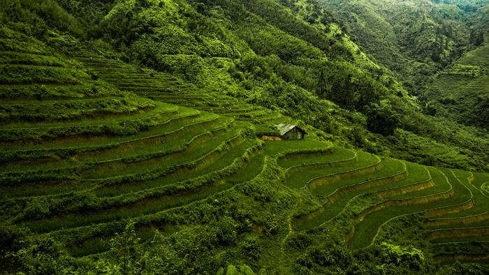 山上的梯田景观
