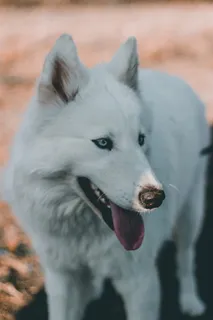 蓝眼睛 蓝眼睛
