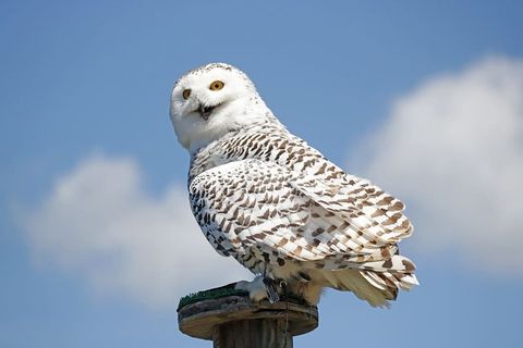 猫头鹰，栖息，木制，底座，海德薇，哈利波特，白色，雪鸮