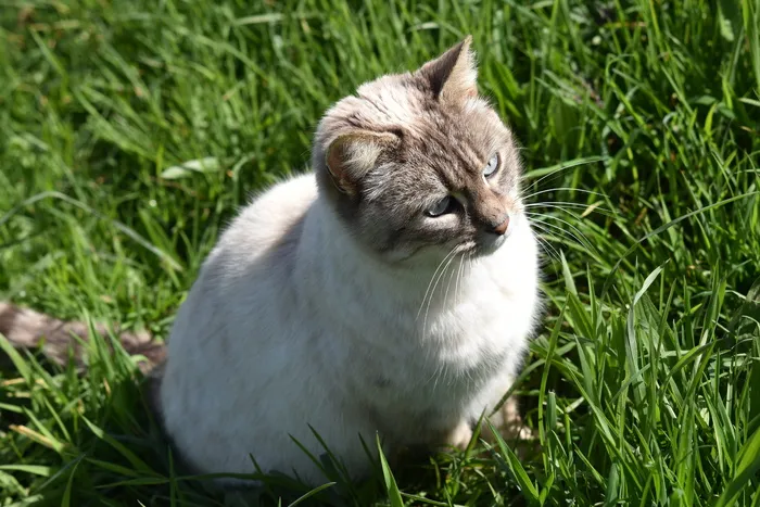 猫，猫咪，猫咪娜拉，蓝眼睛猫，可爱，伴侣，动物，猫