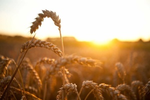 棕色、小麦、金色、小时、植物、草、谷物、谷类