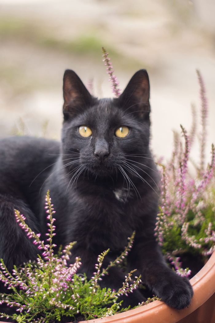 花盆上的黑猫