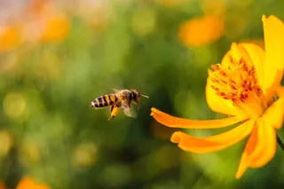 蜜蜂，花朵，背景，绿色，黄色，橙色，花粉，美丽