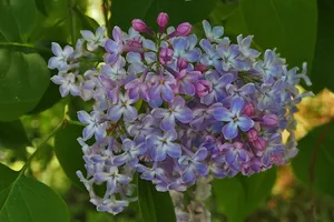 丁香，花，丁香花，伞形花序，紫罗兰，开花植物，花，脆弱性