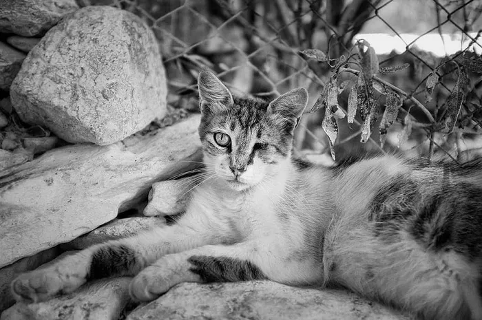 动物，黑白，猫，可爱，猫，宠物，家猫，宠物