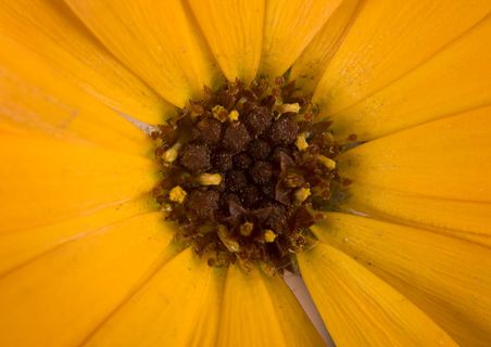 con2011，花，新鲜度，开花植物，花头，植物，特写，花序