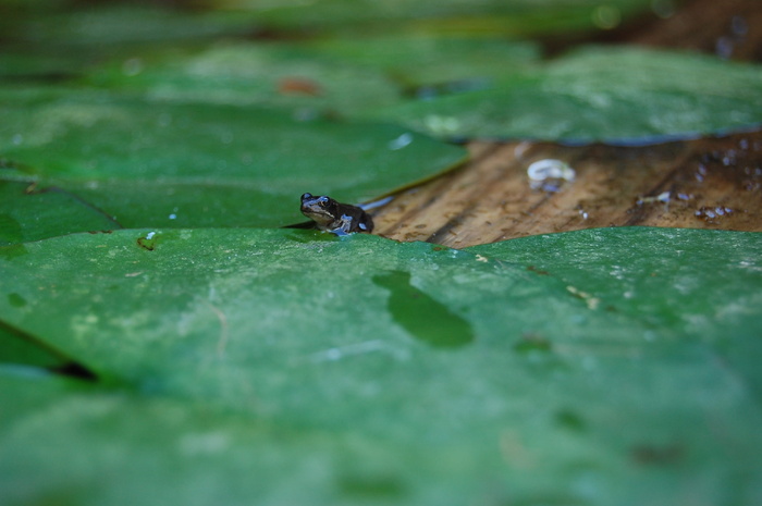 青蛙、大自然、睡莲、室外、花园、无脊椎动物、昆虫、植物部分