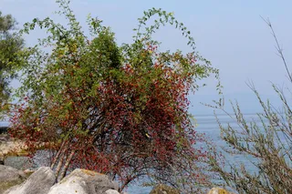 河岸、湖边、石头、野玫瑰、玫瑰臀、湖泊、康斯坦斯湖、罗曼肖恩