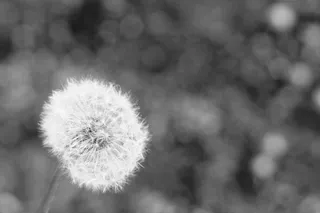 蒲公英，花，光，波基，光，黑白，自然，植物