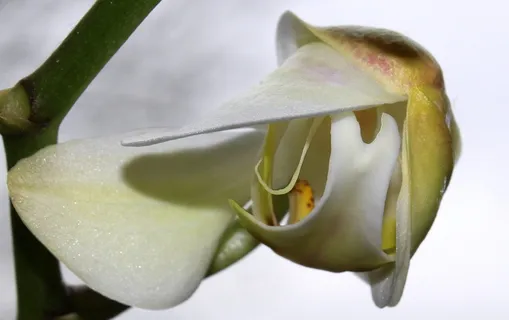 兰花,兰花温室,兰科,开花,开花,芽,开放,白黄色 兰花,兰花温室,兰科,开花,开花,芽,开放,白黄色