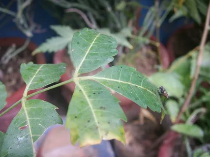 叶子,印楝树,蜜蜂,楝,不对称,植物学,苦楝,收藏 叶子,印楝树,蜜蜂,楝,不对称,植物学,苦楝,收藏