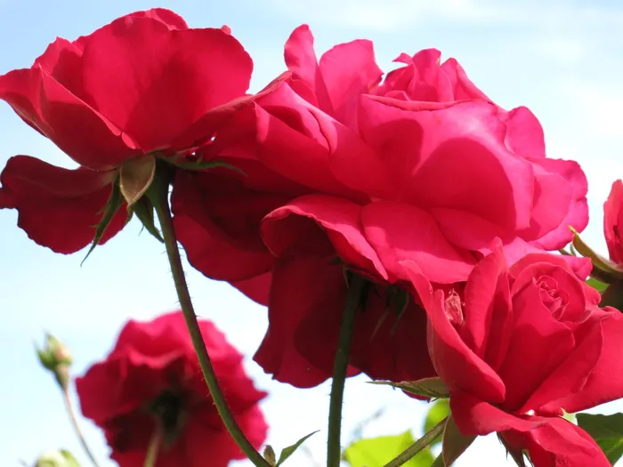 玫瑰、蓝、腐、花、开花植物、自然之美、花瓣、脆弱