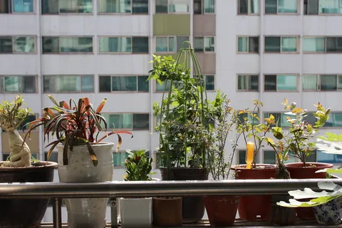 盆栽植物,公寓,阳台,植物,人物树,蓝莓,常春藤,花长颈鹿 盆栽植物,公寓,阳台,植物,人物树,蓝莓,常春藤,花长颈鹿