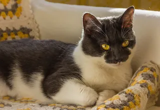 可爱, 猫, 动物, 宠物, 小猫, 家猫, 家养, 宠物