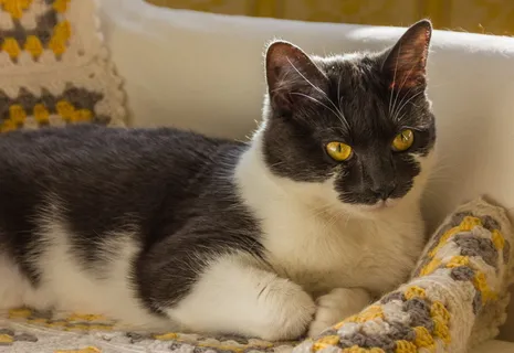 可爱, 猫, 动物, 宠物, 小猫, 家猫, 家养, 宠物 可爱, 猫, 动物, 宠物, 小猫, 家猫, 家养, 宠物