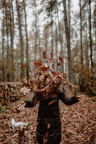秋天在雾天向森林走去