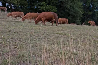 干旱、奶牛、牛群、牧场、炎热、缺乏饲料、缺水、干旱期