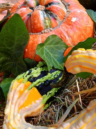 南瓜，葫芦，装饰，秋天，蔬菜，收获，海伦，收获节