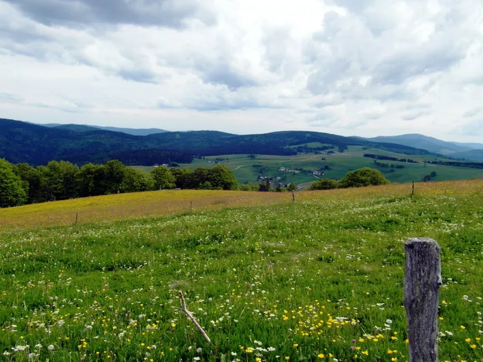 花草甸，夏天，夏天草甸，花，黑森林，天空，云，地平线