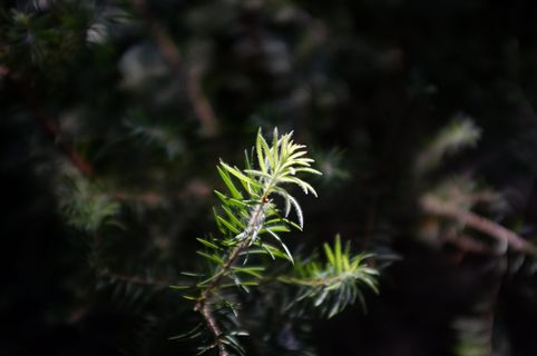 加拿大、多伦多、花卉、背景、植物、生长、自然、大自然之美