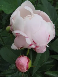牡丹, 白, 芽, 开花, 绽放, 花, 美, 自然 牡丹, 白, 芽, 开花, 绽放, 花, 美, 自然