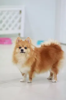 狗,可爱,小狗,小狗,迷你,宠物,爱,哺乳动物 狗,可爱,小狗,小狗,迷你,宠物,爱,哺乳动物