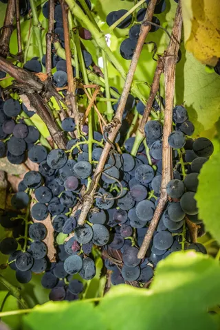 葡萄，绿色，树叶，植物，葡萄栽培，葡萄，成熟，浆果