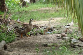 鸭子，三只，叶子，鸟，水，池塘，游泳者，湖