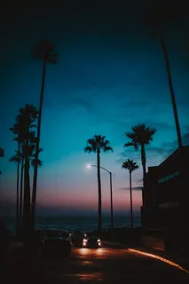 棕榈树的轮廓 棕榈树的轮廓