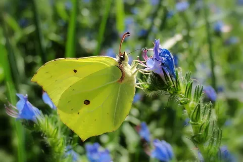 自然，花，在法院，植物，蝴蝶日，动物，蝴蝶，latolistek硫蝴蝶