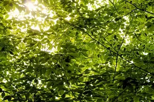 树枝，绿色，叶子，树，叶子，自然，森林，树枝